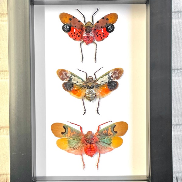 3 x Lantern Fly Fulgoridae Collection Deep Shadow Box Frame Display Insect Beetle