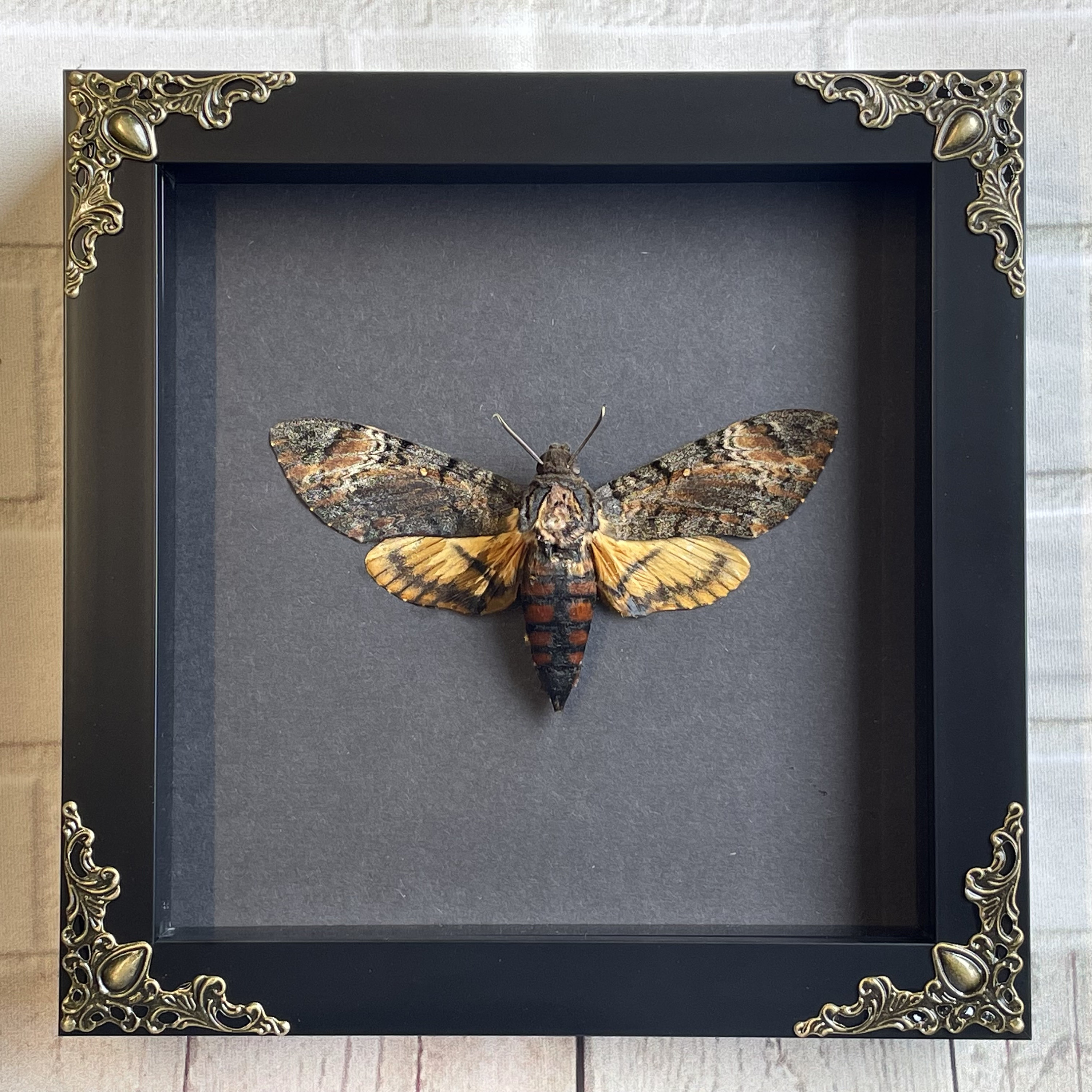 Acherontia styx - Etsy 日本