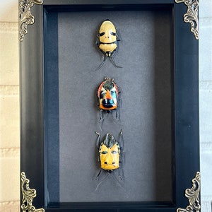 3 Death's Head Stink Bug Collection Man Face Deep Shadow Box Frame Display Insect Beetle