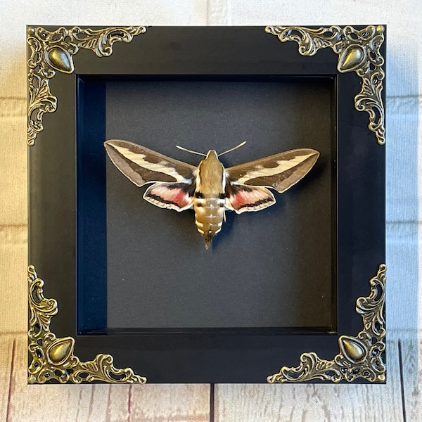 The Bedstraw Hawk Moth (Hyles gallii) Butterfly in Baroque Style Deep Shadow Box Frame Display Dorsal