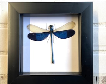 Libélula azul (Neurobasis kaupi) Caja de sombras profundas Exhibición Insecto Libélula