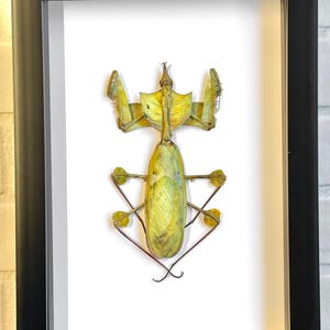 Devil's Praying Flower Mantis Stick Insect (Idolomantis diabolica) Deep Shadow Box Frame Display Insect Bug
