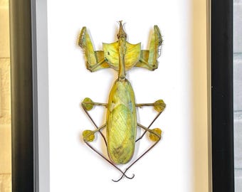 Devil's Praying Flower Mantis Stick Insect (Idolomantis diabolica) Deep Shadow Box Frame Display Insect Bug