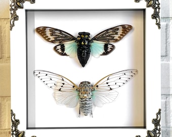 Cicada Pair White Ghost + Turquoise Wing in White Baroque Style Deep Shadow Box Frame Display