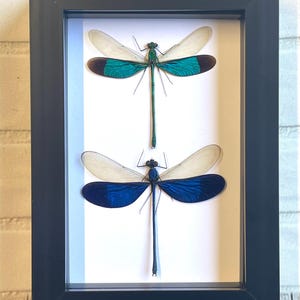 Para ważek (Neurobasis) Ważka Deep Shadow Box Frame Display Insect Bug
