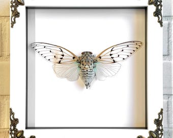 Cigarra fantasma blanca (Ayuthia spectabilis) en caja de sombras profundas de estilo barroco blanco