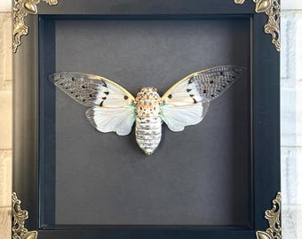 Cigarra fantasma blanca (Ayuthia spectabilis) en caja de sombras profundas de estilo barroco