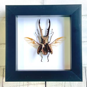 Insetto espositore con cornice in legno con ombra profonda del cervo volante dorato metallico (Cyclommatus metallifer)
