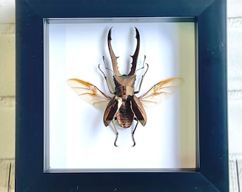 Escarabajo ciervo dorado metálico (Cyclommatus metallifer) Caja de sombras profundas Exhibición Insecto Bicho