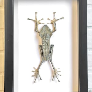 The Borneo Eared Tree Frog (Polypedates otilophus) Deep Shadow Box Frame Display Insect Bug