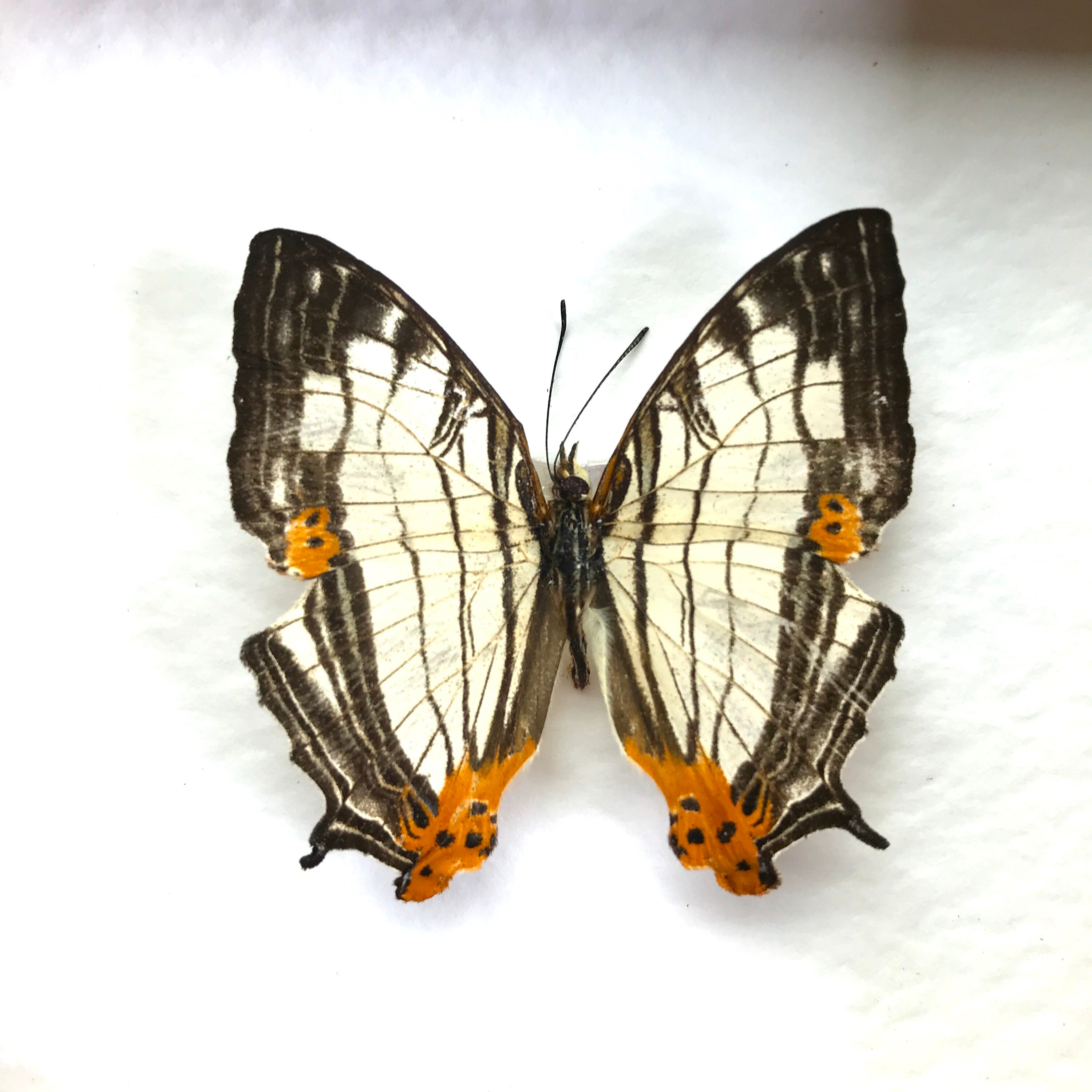 Common Map Butterfly cyrestis Thyodamas Deep Shadow Box | Etsy UK