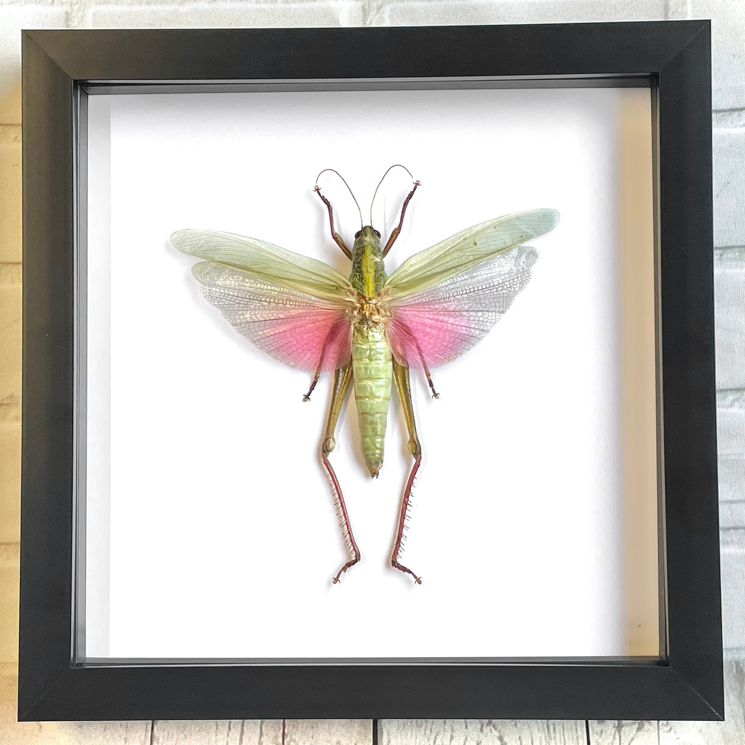 The Rosea Grasshopper (Chondracris rosea) Deep Shadow Box Frame Display Insect Bug