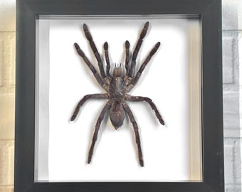 The Java Earth Tiger Tarantula (Selenocosmia javanensis) Spider Deep Shadow Box Frame Display Insect Bug