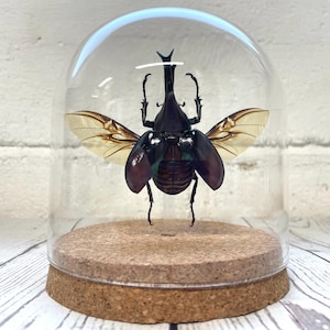 Bruine neushoornkever (Xylotrupes gideon) glazen stolp cloche koepel display pot insect