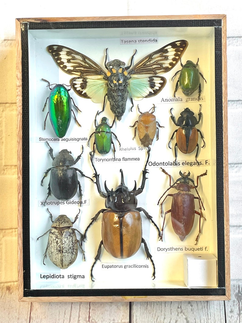 Insect Display Box Frame Display Case Bug Insect 7 Etsy