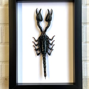 Indo Forest Scorpion (Heterometrus cyaneus) Deep Shadow Box Frame Display Insect Bug