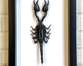 インド森林サソリ（Heterometrus cyaneus）ディープシャドウボックスフレームディスプレイ昆虫虫