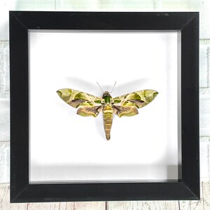 The Army Green Hawk Moth (Daphnis nerii) Butterfly Deep Shadow Box Frame Display Insect Bug