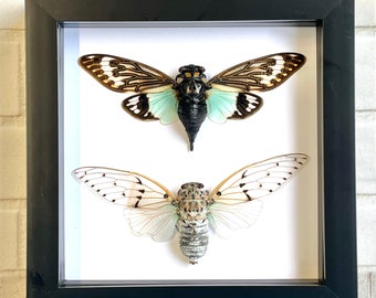 Cigale Paire Le fantôme blanc + L’aile turquoise dans Shadow Box Cadre Affichage Coléoptère Insecte Insecte