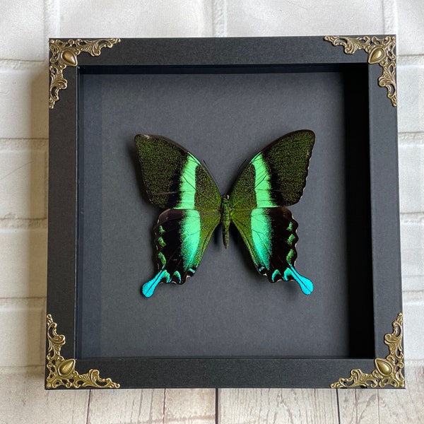 Green Peacock Swallowtail Butterfly (Papilio blumei) in Baroque Style Deep Shadow Box Frame Display