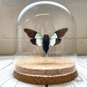 High Noon Cicada (Trengganua sibylla) Glass Bell Cloche Dome Display Jar Blue Wing Insect