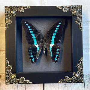 Milon's Swallowtail Butterfly (Graphium milon) Butterfly in Baroque Style Deep Shadow Box Frame Display Ventral