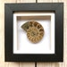 see more listings in the Fossils section