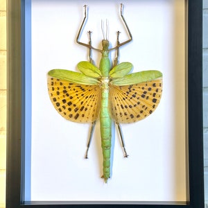 Giant Golden Stick Insect (Paracyphocrania major) in Deep Shadow Box Frame Display Insect Bug