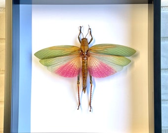 Pink Grasshopper (Lophacris cristata) Female Deep Shadow Box Frame Display Insect Bug