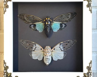 Cicada Pair White Ghost + Turquoise Wing in White Baroque Style Deep Shadow Box Frame Display