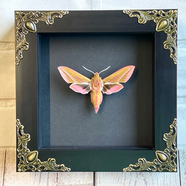 The Elephant Hawk Moth (Deilephila elpenor) Butterfly in Baroque Style Deep Shadow Box Frame Display Dorsal