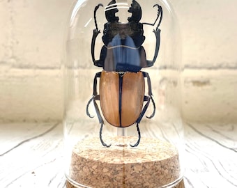 Stag Beetle (Odontolabis castelnaudi) in Glass Bell Cloche Dome Display Jar Insect