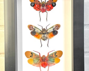 Real Yellow Lanternfly Framed Taxidermy - Pyrops Candelaria - Etsy