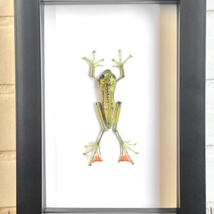 The Jade Tree Frog (Zhangixalus dulitensis) Female Deep Shadow Box Frame Display Insekt Käfer