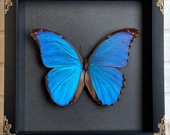 Giant Blue Morpho Butterfly (Morpho didius) Baroque Style Deep Shadow Box Frame Display Insect Bug