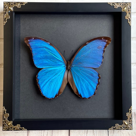 昆虫用品 Morpho didius 蝶 標本 青色THE GREAT BLUE モルフォ