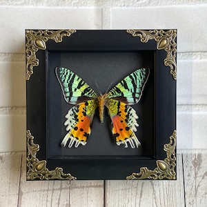Motyl Urania rhipheus (zachód słońca) w stylu barokowym, z ramą Deep Shadow Box, brzuszny