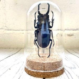 Black Stag Beetle (Odontolabis dalmani) in Glass Bell Cloche Dome Display Jar Insect