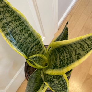 SANSEVIERIA SUPERBA