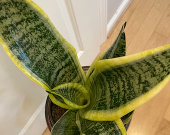 Sansevieria Sp Mecufi Mozambique Medium Size Rare Snake Plant - Etsy