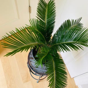 Palm Sago, Palm King Sago, belle plante d'intérieur, intérieur en pot, plante d'extérieur décorée