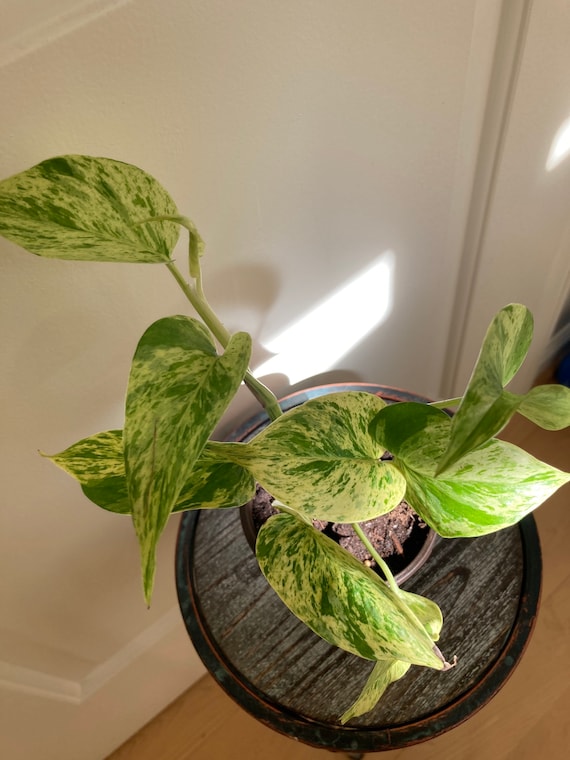 alocasia gageana albo variegata Alocasia odora variegata aurea