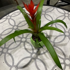 Guzmania lingulata (droophead tufted airplant or scarlet star) , Indoor Pineapple Family Plant