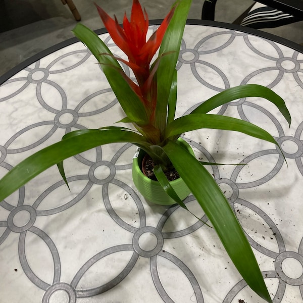 Guzmania lingulata (droophead tufted airplant or scarlet star) , Indoor Pineapple Family Plant