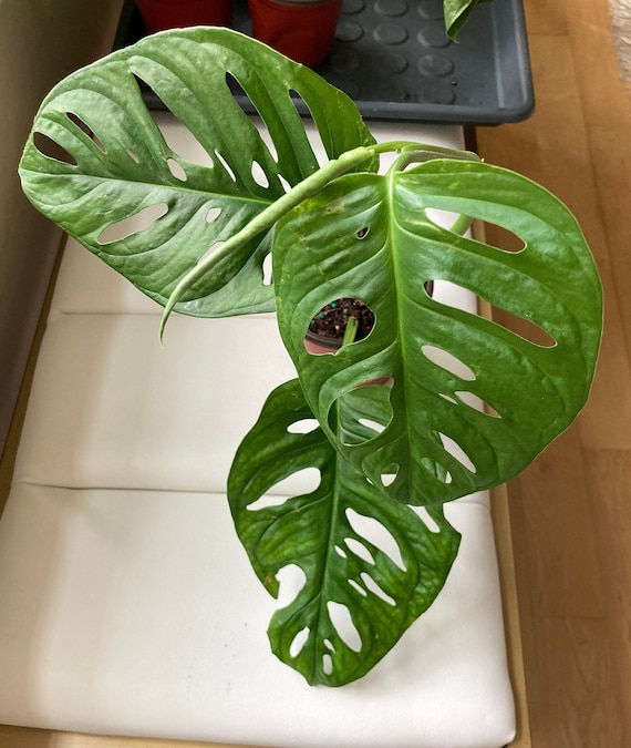 planta monstera deliciosa Monstera Deliciosa by Plant Circle  XL