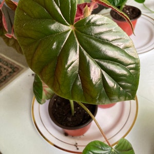 Könnte beinhalten: Nahaufnahme einer Topfpflanze mit großen, herzförmigen, dunkelgrünen Blättern. Die Blätter haben ausgeprägte Adern und eine glänzende Textur. Die Pflanze steht in einem kleinen braunen Topf auf einem weißen Teller mit Goldrand.