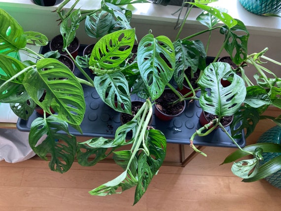 Swiss Cheese Plant, Monstera Delisiosa, Indoor Plants, Apartment