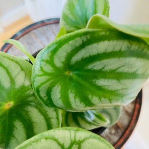 Watermeloen Peperomia. Mooie kamerplanten, appartementsplannen, huisfrisheid en liefdevolle mooie planten