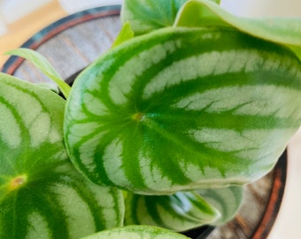 Watermelon Peperomia .Beautiful Indoor Plants, Apartment plans, house freshness and loving fancy plants