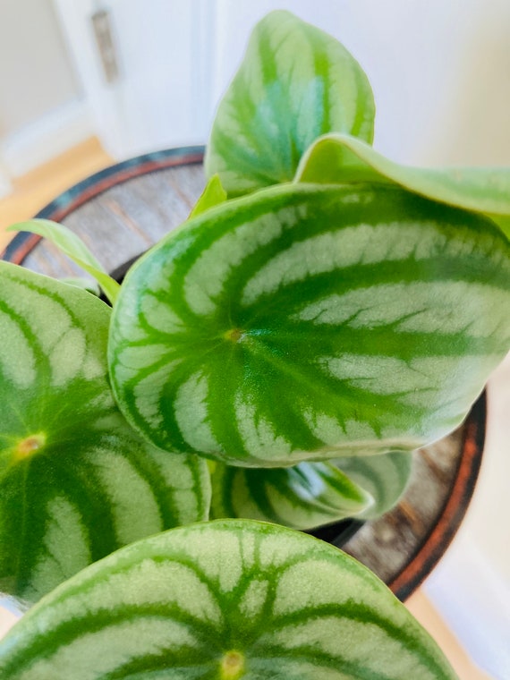 Wassermelone Peperomia .Wunderschne Zimmerpflanzen, Wohnungsplne,  Hausfrische und liebevolle ausgefallene Pflanzen - Etsy.de